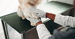 Woman, dog and paw for veterinary, trust and consultation with pet health or clinic assessment. Animal shelter, healthcare and medical person with golden retriever, inspection diagnosis or checkup