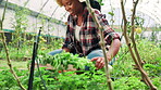 Nutrition, farmer and woman with vegetables, harvest and color of crops in sustainable business or growth. Eco friendly, happy and entrepreneur with plants in greenhouse, environment and black person