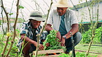 Greenhouse, father and son with vegetables, countryside and help with harvest, environment and smile. African family, farming and dad with boy, agriculture and sustainability with pride and growth