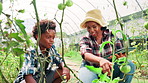 Greenhouse, mother and boy with agriculture, tablet and internet with sustainability. African family, mama and son with help, tech and teaching with environment, gmo specialist and eco friendly