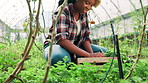 Greenhouse, farm and woman with vegetables for sustainable, agriculture and eco friendly business. Nature, NGO and African female person with natural produce for charity donation by countryside.
