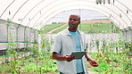 Greenhouse, sustainability and black man with tablet, growth and internet with app for crops inspection. African person, farmer or employee with tech, agriculture and gmo specialist with countryside