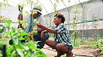 Greenhouse, father and child learning farming, production and happy African boy check plants. Vegetables, agriculture and family in hothouse for food growth discussion, teaching or help with tomatoes