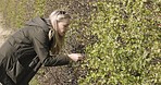 Nature, explore and woman by a bush in a forest while on an outdoor adventure, vacation or trip. Travel, field and female exploring a green plant in a park or the woods while on a holiday in Canada.