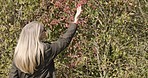 Berries, garden and woman picking fresh snack in nature, calm and content outdoors. Farm, visit and girl choosing fruit at sustainable orchard farmland in the countryside for travel, explore and fun