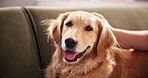 Face, sofa and hands pet dog in home for animal care, adoption and domestic companion. Loyalty, person and golden retriever owner in living room with stroke, scratch and relax for comfort or security