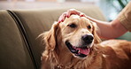 Woman, sofa and hands pet dog in home for animal care, protection and domestic companion. Loyalty, owner and golden retriever in lounge with stroke, scratch and relax for comfort, affection and love