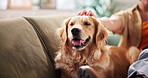 Home, owner and petting dog in lounge, relax and affection for emotional support animal and texting. House, comfortable and person with smartphone for chat, care and love for golden retriever or pet