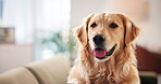 Dog, relax and face of pet on sofa in home as companion or golden retriever in apartment. Animal, living room and portrait of canine waiting on couch for comfort, rest and breathing with tongue out