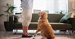 Owner, sit and training dog with treats for protection, behavior reward or domestic companion. Adoption, person and golden retriever in home with bonding, animal care or teaching command for security