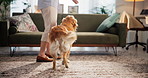 Owner, jump and training dog with treats for good behavior, trick reward or domestic companion. Adoption, person and golden retriever in home with bonding, animal care or teaching command for loyalty