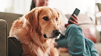 Home, woman and dog with running from sofa for protection, curious animal and owner security. Person, phone and golden retriever with relax in living room for weekend break, companion and bonding