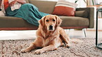 Relax, person and face of dog on floor for comfortable, animal adoption and canine companion. Resting, fluffy and pet care with golden retriever in living room at home for calm, puppy and cozy