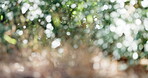 Environment, sunlight and nature with leaves in forest for sustainability, eco friendly and plants. Spring season, wilderness and ecology with blur and woods for trees, outdoor and background