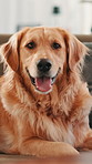 Golden retriever, face and relax on sofa in home, break and tongue out for rest in living room. Dog, pet and animal on couch for portrait, fluffy and breathing in lounge, morning and apartment