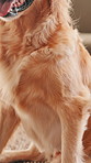 Dog, animal and relax with breathing in home with tongue out, pet companion and comfortable. Domestic canine, golden retriever and resting in house for protection, security and loyalty with waiting