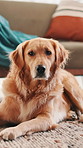 Calm, relax and dog on carpet in home for adoption, animal care or resting in living room. Pet, cute and golden retriever puppy or companion laying on mat for comfortable break in lounge at apartment