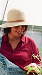 Greenhouse, tablet and woman farmer with plants, leaf and harvest check for sustainability. Business, entrepreneur and technology for growth inspection of crops, produce and garden in environment