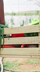 Hands, basket and help for harvest at greenhouse, farming and vegetables with results for growth. Farmer, people and support with wood container for organic produce with agriculture at small business