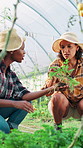 Farmer, women and plant inspection in greenhouse with leaves smell, crops health and quality assurance. Agribusiness, teamwork and people monitor harvest for growth, healthy food and sustainability