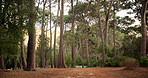 Nature, forest green and outdoor trees for travel, hiking or eco tourism. Landscape, woods or natural environment for sustainability, conservation or fresh air with foliage, destination or location