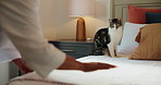 Cat, hands and making bed in home, animal and routine for maintenance of mattress, tidy or cleaning. Neat, bedding and organizing blanket in apartment, housework or person with domestic pet or chores
