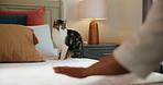 Hands, making bed and cleaning in home with cat, routine or morning for fresh sheets, tidy or chores. Person, blanket and start day in bedroom with pet, animal and duvet for comfort in apartment