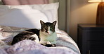 Home, bedroom and face of cat for resting, comfortable and young pet with green eyes in apartment. House, feline and domestic animal in portrait for relax, curious kitten and  adorable with whiskers