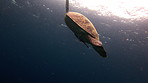 True freedom is found in the ocean