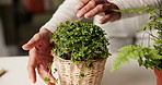 Plants, leaf and hands of woman in home for growth, healthy leaves and maintenance in house. Indoor gardening, botany and person with foliage for eco friendly, natural decor and florist hobby