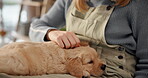 Hands, woman and rubbing puppy with love for animal care, affection and bonding together. Person, owner and labrador breed companion for dog safety, pet loyalty and foster rescue for adoption in home