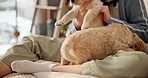 Hands, play and puppy on bed for care, love and bonding with comfort, smile and pet animals at apartment. Woman, dog mom and happy with golden retriever for touch, stroke or relax in bedroom at house