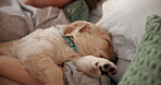 Woman, tired and sleeping dog on bed for companion, connection and bonding together. Female person, resting and puppy asleep with dream, animal affection and labrador adoption for pet care at house