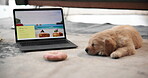 Laptop screen, travel website and dog in living room for vacation planning, hospitality and hotel booking online. Technology, Ui and ux with pet, contact us or FAQ for holiday or tourist blog service