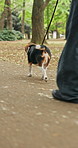Person, legs and walking dog at park for health, exercise and animal adoption in Japan. Outdoor, pet care and owner with leash for travel, friendship and bonding together with beagle with back view
