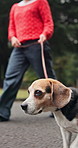 Woman, legs and walking dog at park for health, exercise and animal adoption in Japan. Outdoor, pet care and owner with leash for travel, foster companion and bonding together with beagle puppy