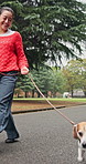 Asian woman, smile and walking dog at park for health, exercise and animal adoption in Japan. Outdoor, pet care and owner with leash for travel, friendship and bonding together with beagle puppy