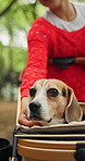 Adventure, pram and hand of owner with dog outdoor for bonding, break or companionship in autumn. Outing, travel or trip with beagle puppy and woman in nature park together for journey or loyalty