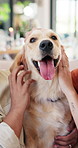 People, hands and dog in home with stroke, comfort and love for pet in living room. Couple, support animal and Golden retriever in house with cuddle, scratching and trust development after adoption