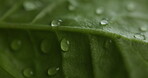 Closeup, plant and droplets of water of growth, natural textures and hydration from rain. Green, liquid and moisture for leaves health, nurture ecology and environment care for botany photosynthesis