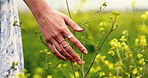 Hand, person and touch flowers in field on holiday, vacation and travel in nature outdoor. Meadow, plants and back of woman on trip, adventure and tourist walk on journey in countryside with rapeseed