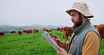 Countryside, cows and man with tablet, agriculture and walking with sustainability, internet and livestock. Outdoor, farmer and person with tech, inspection and app for checklist and counting cattle
