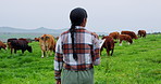 Back, farming and woman with agriculture, cattle and walking with sustainable business. clipboard, farmer and person with cows, livestock and grazing with inspection, meat production and animals