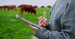 Hands, cows and woman with tablet, agriculture and inspection with sustainable business. Farming, plan export and person with tech, countryside and digital app for checklist and organic beef deal