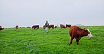 Cow, farm and tablet with man in nature for herd manager, breeding specialist and agriculture. Cattle reproduction expert, digital sustainability report and animal stock review with farmer on field