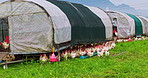 Agriculture, field and animals with chickens on farm for growth, environment and grass meadow. Poultry livestock, free range and sustainability with hens in countryside for organic eggs and empty