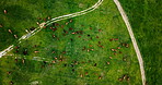 Aerial, agriculture and landscape with cattle farming in countryside for crops, growth or sustainability. Drone, earth and environment with herd of cows outdoor for natural, organic or rural industry