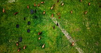 Drone, nature and cows on farm or field for sustainability, cattle plantation and grass pasture. Running, beef agriculture and animal with aerial view of herd in countryside for dairy and ecosystem