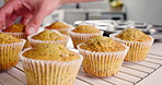 Baking, hands and process with muffins in kitchen of home for cooking or dessert preparation. Food, hunger and pastry with baker person in apartment for fresh ingredients, snack or yummy recipe