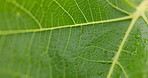 Leaf, closeup and texture in nature with tree, pattern and growth with sustainability in rainforest. Plant, foliage and green with dew, water and outdoor in summer, environment and ecosystem